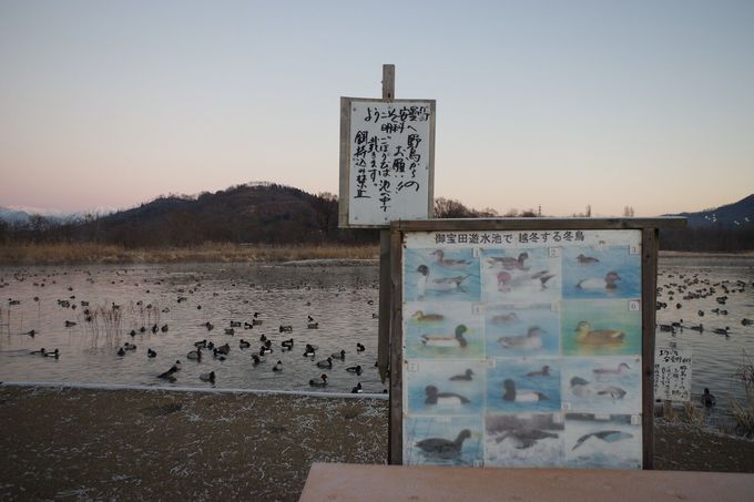 �a�t���͋֎~�I�����ώ@����NG����