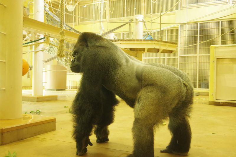 イケメンゴリラに「あーっ」と絶叫するサルも！名古屋市東山動植物園はキャラ立ち動物の宝庫