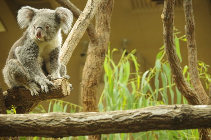 東山動植物園を代表する動物のコアラと日本最大級のアジアゾウ舎