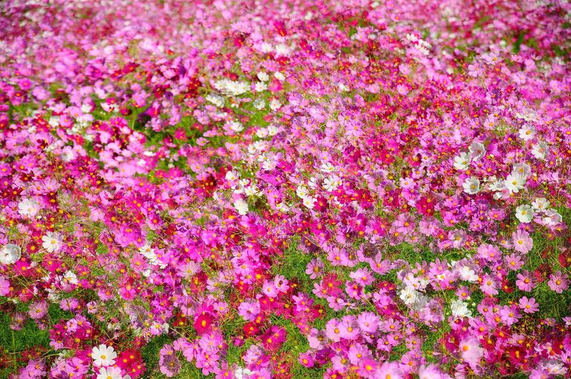 圧巻のコスモス100万本!! 秋の花見は下関の花公園「リフレッシュパーク豊浦」へ