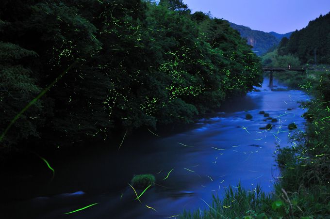山口県ホタル名所４選 こっちの水はあ まいぞ 初夏の夜は幻想的 山口県 トラベルjp 旅行ガイド