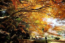 �����s�����قǂɔ�����!! ��i�̍g�t�E���I�s�u�쌴���v�̋L���T���l�C��