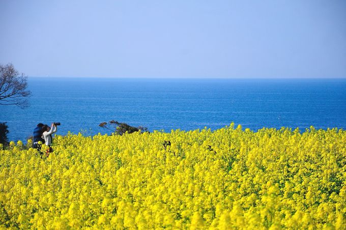 九州最大規模の菜の花畑！「長崎鼻リゾートキャンプ場」