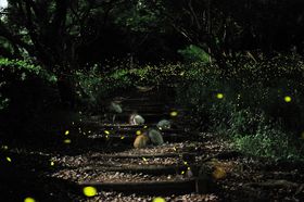 _IȌɋz܂!! q{^Ϗ܂̖uRv̋LTlC