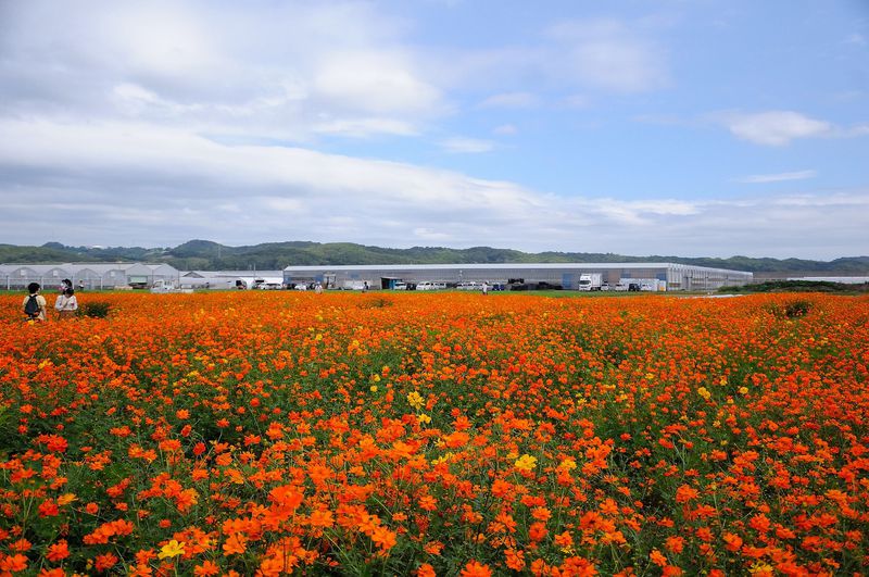 まさに「花の海」！ 山口県・西日本最大級のシステム農場で広大な花畑を満喫