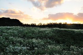 �H�́u�H�g��v�̓X�X�L�̐�i�𖞋i�ł����D�̃X�|�b�g!!�̋L���T���l�C��