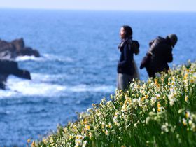島根県「唐音水仙公園」日本海を見下ろす丘に咲く200万球のスイセン
