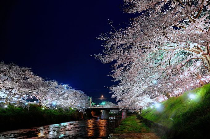 極上の夜桜を堪能 山口県さくらライトアップおすすめ３選 山口県 トラベルjp 旅行ガイド