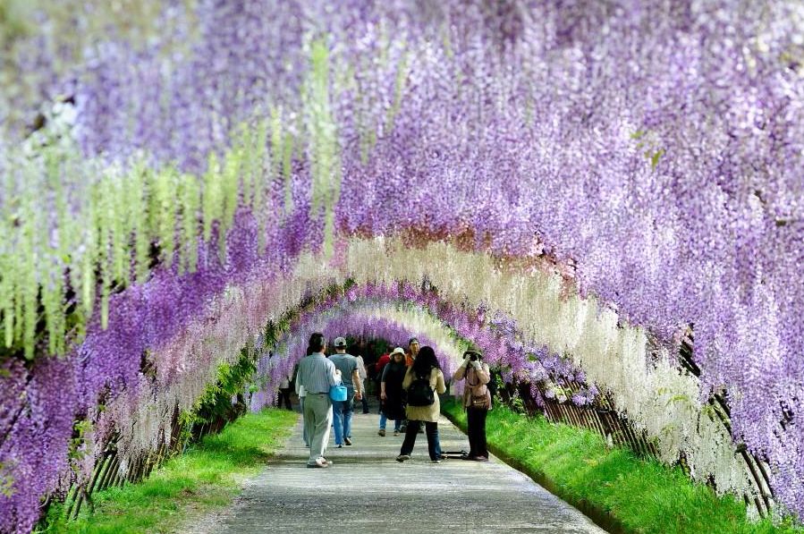 目を奪われる絶景！北九州市「河内藤園」の藤棚が世界中で話題