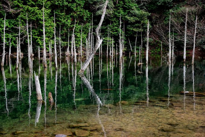 下関の隠れ絶景が話題 一の俣桜公園 蒼霧鯉池 は神秘のスポット 山口県 Lineトラベルjp 旅行ガイド