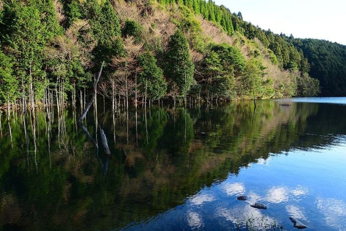 下関の隠れ絶景が話題 一の俣桜公園 蒼霧鯉池 は神秘のスポット 山口県 Lineトラベルjp 旅行ガイド