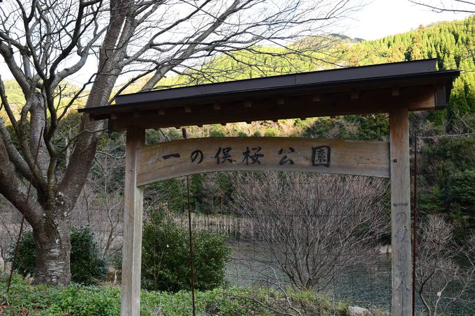 下関の隠れ絶景が話題 一の俣桜公園 蒼霧鯉池 は神秘のスポット 山口県 Lineトラベルjp 旅行ガイド