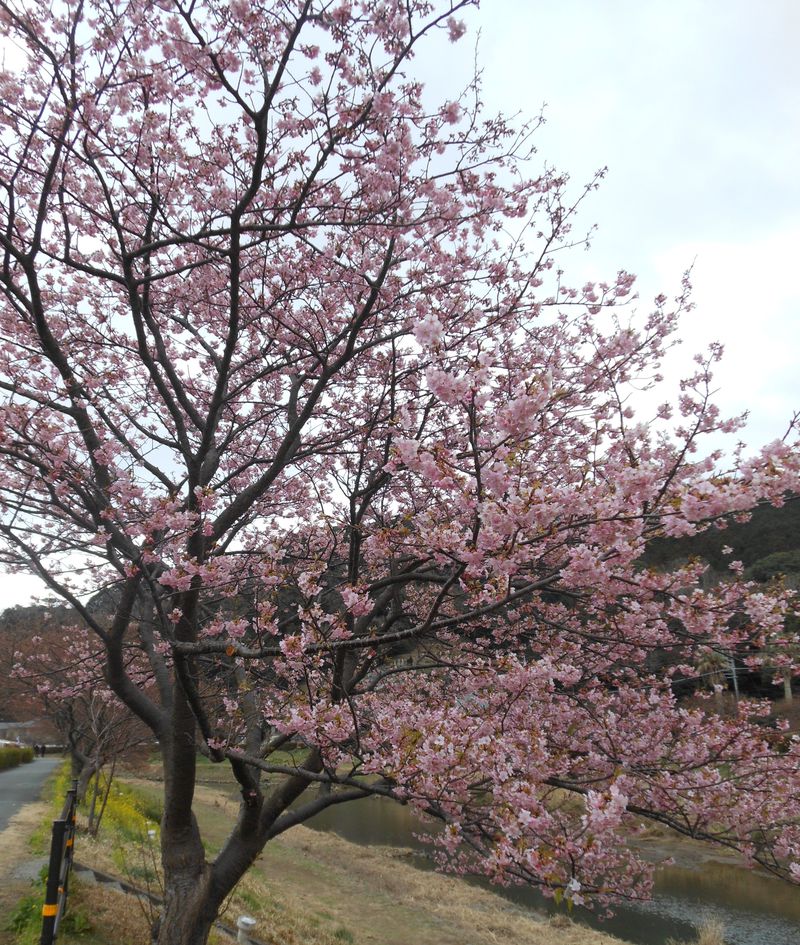 一足早く南伊豆町へ春を迎えに出かけませんか？「みなみの桜と菜の花まつり」