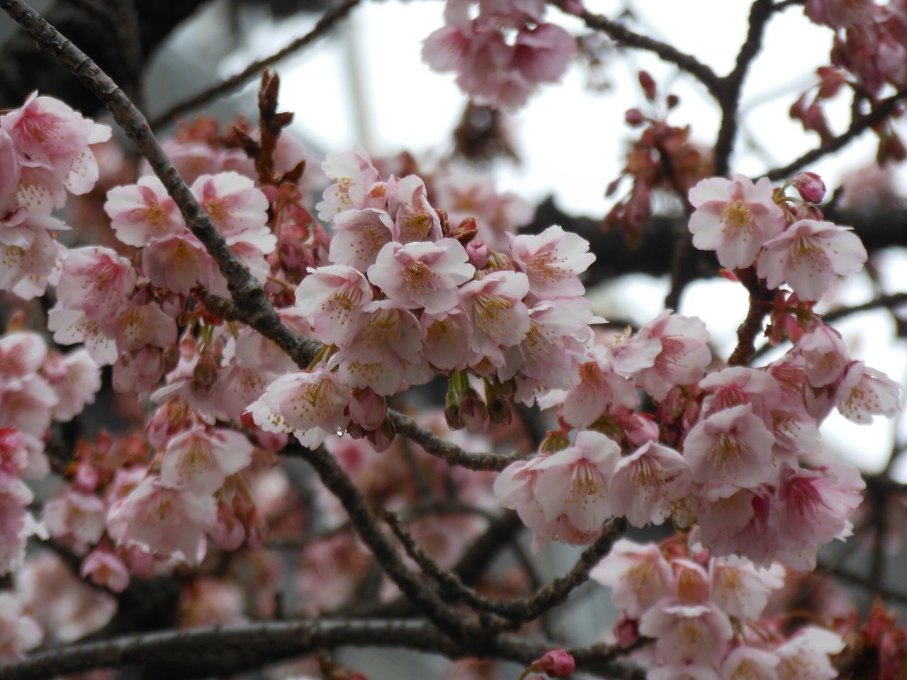 本州で最も早く咲く桜、あたみ桜で春を感じませんか？〜熱海市〜