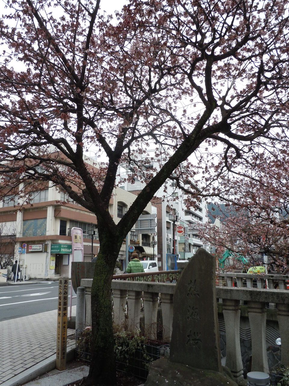 この木のあたみ桜の開花が、基準です