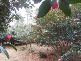 �ɓ�����I�R�U�O�x�̐�i�ƂP�O�O�O��S�O�O�O�{�̒ւ��炭�u�����R�v�`�ɓ��s�̋L���T���l�C��