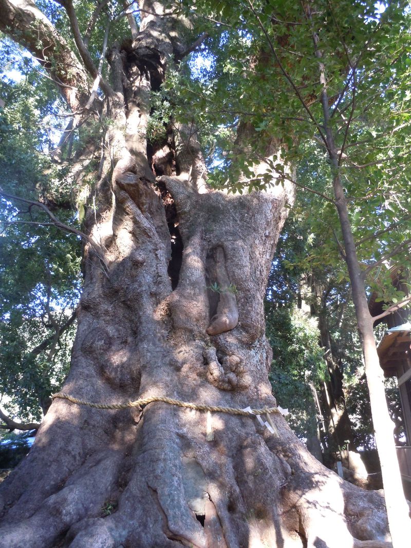 樹齢千年を超える神秘の宿木！伊豆・河津町「来宮神社」で生命力を体感