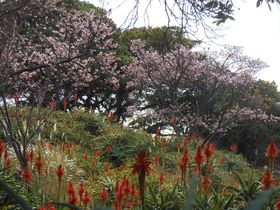 日本一早い春？！伊豆四季の花公園「城ケ崎桜まつり」