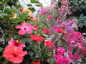 �������I���������Ŋy���߂�I��ɓ��u����ΔM�ѐA�����v�̋L���T���l�C��