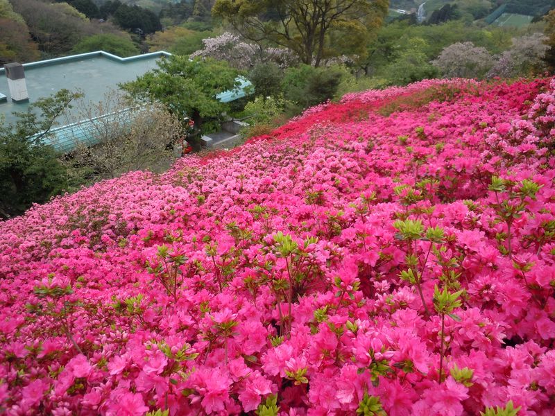 ７万５千株のつつじが咲く！熱海・姫の沢公園「花まつり」