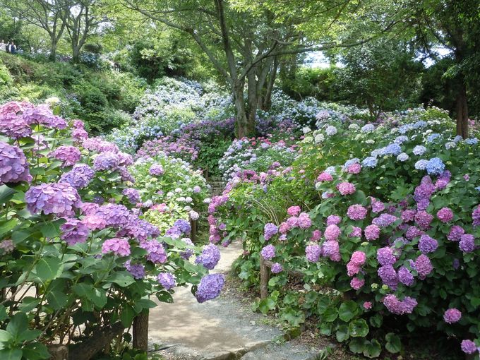 下田を誇る紫陽花の絶景！