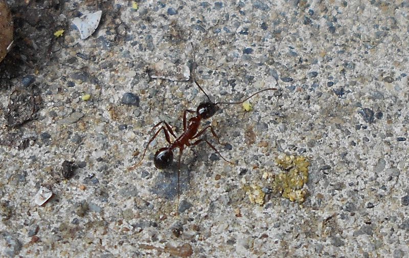 蟻コレクター必訪！南伊豆町伊浜の新種「イハマアシナガアリ」を探せ