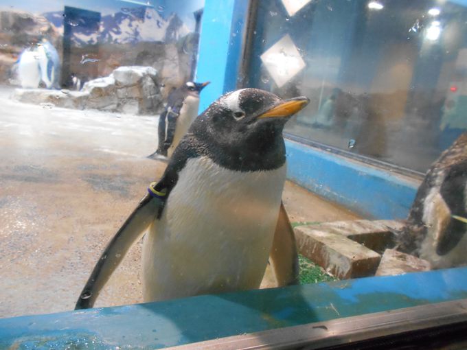 世界最多 ９種類のペンギンを飼育展示 長崎ペンギン水族館 長崎県 Lineトラベルjp 旅行ガイド