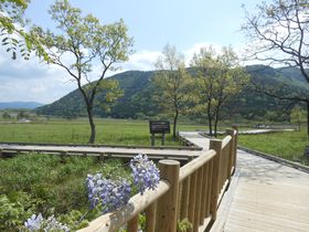 ���R�̕�ɁI�啪�E���h�����イ���������u�^�f�������v�̋L���T���l�C��