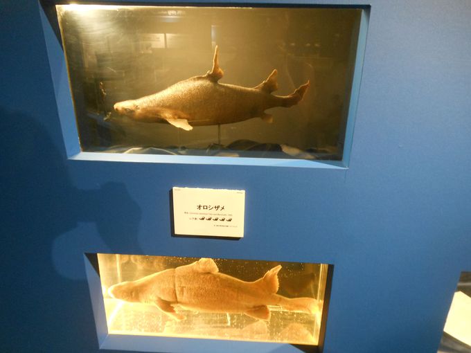 世界有数の深海魚を展示 沼津市戸田 駿河湾深海生物館 静岡県 Lineトラベルjp 旅行ガイド