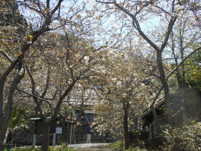 ͐ꉺ}ɑR̉ԁId炫̂