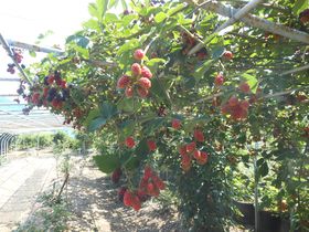 󏭎I100̃u[x[Eɓu_v̋LTlC