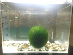 �����Ζ��������ӂ��ӂ̋���}�������I�u�}�����W���ώ@�Z���^�[�v�̋L���T���l�C��