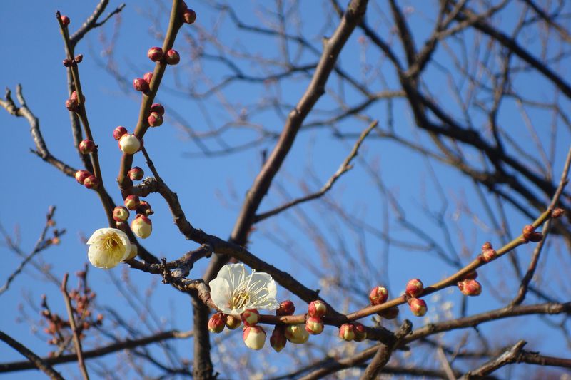東京都内「梅の名所」5選！別名“春告花”を観に行きませんか？