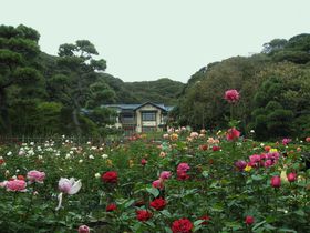 鎌倉文学館でバラも楽しんだら、海沿いのカフェへ