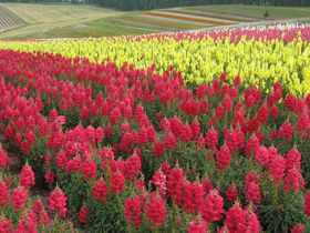 �F�Ƃ�ǂ�̉Ԕ����L���銴���̔��l�u�l�G�ʂ̋u�v�̋L���T���l�C��