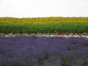 �f�G�I�u�₩�I�k�C���炵���i�F���L����u���l�̋u�v�̋L���T���l�C��