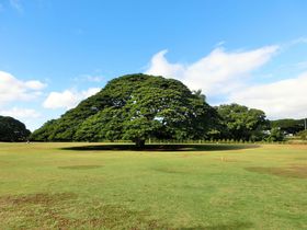 ���̂b�l�̃��P�n�I�I�A�t���u���A�i���A�E�K�[�f���v�ł��̖؂Ȃ�̖؂�T���Ă݂悤�I�̋L���T���l�C��