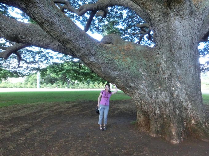 あのｃｍのロケ地 オアフ島 モアナルア ガーデン でこの木なんの木を探してみよう ハワイ Lineトラベルjp 旅行ガイド