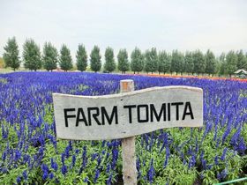 ���x���_�[�ŗL���ȕx�ǖ�u�t�@�[���x�c�v�́A�H�̉Ԕ����f�G�I�̋L���T���l�C��