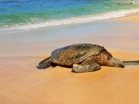 �C�K����l�C�h���}�̃��P�n���A���C�L�L����m�[�X�V���A�ւ����߃X�|�b�g�T�I�I�̋L���T���l�C��