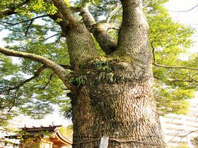 トトロの木もある！リニューアルした神奈川・元湯「陣屋」で日帰り温泉