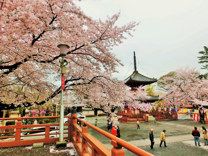 川越のおすすめ桜スポット7選 美しい春の小江戸【2024】