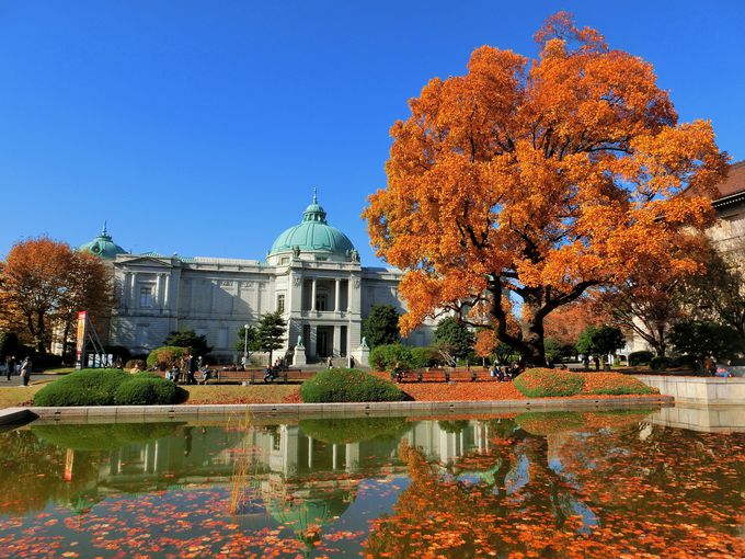 白い建物と紅葉のコントラストが美しい！「東京国立博物館」