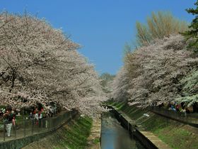 インスタ映え桜絶景スポット！東京・杉並「善福寺川緑地公園」