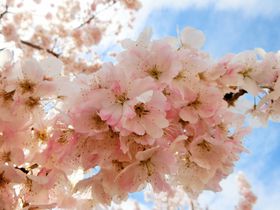 \CVm!?_ސE쑫ut߂v̋LTlC