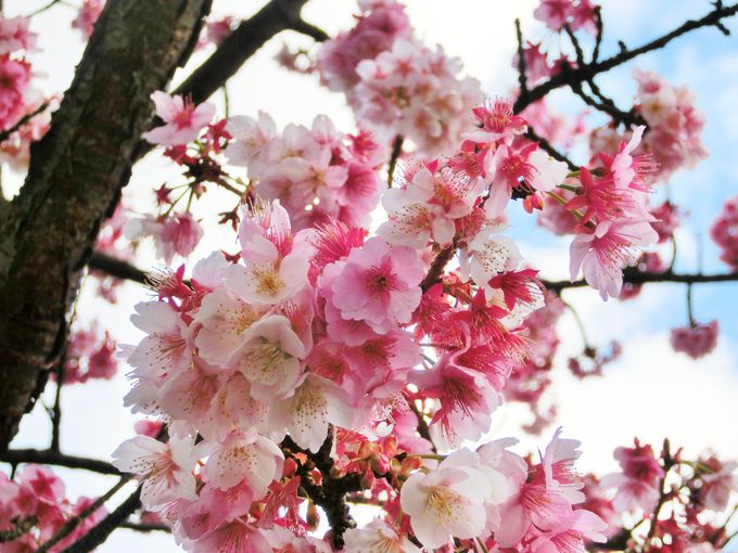 1月から咲くあたみ桜