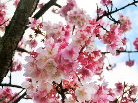 本州で最も早く咲く桜！熱海・糸川「あたみ桜」で春の散策を