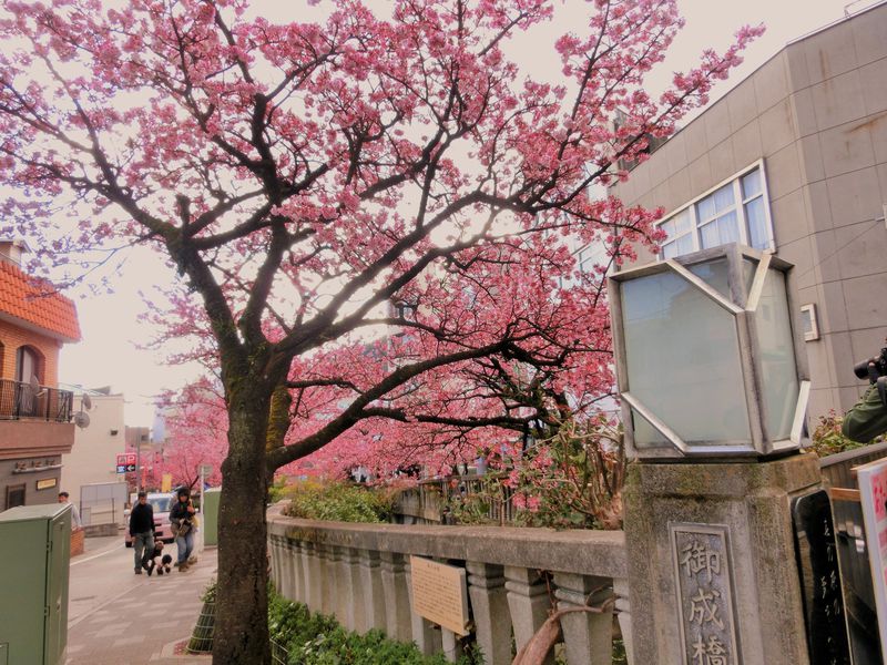 糸川沿いが桜色に染まる