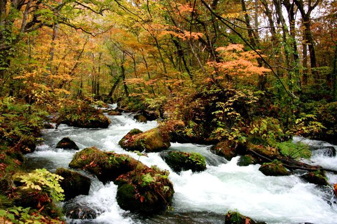日本一美しい！奥入瀬渓流の紅葉を100%楽しむ（青森）