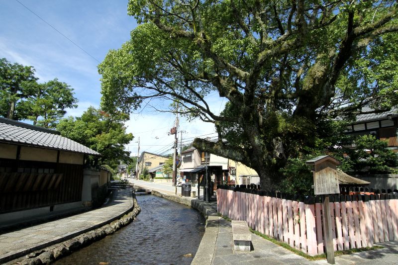 上賀茂神社から流れる禊の清流「明神川」